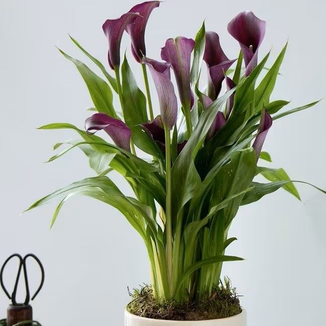 LANSDOWNE - Purple  Calla Lily - Creamware Pot