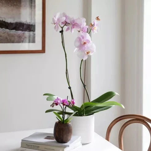 Pink Moth Orchid Winchester Delivery - Mills in Bloom Winchester Florists