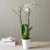 Phalenopsis Orchid in Ceramic Pot Delivery in Winchester