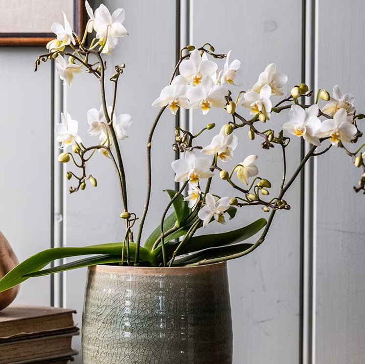 OPHRA - Luxury Orchid Planter.
